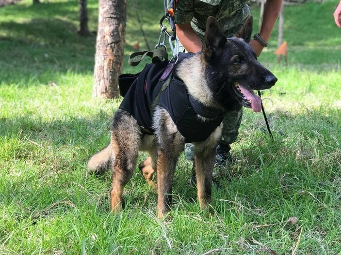 Meksika'nın arama köpeği enkaz altında kaldı