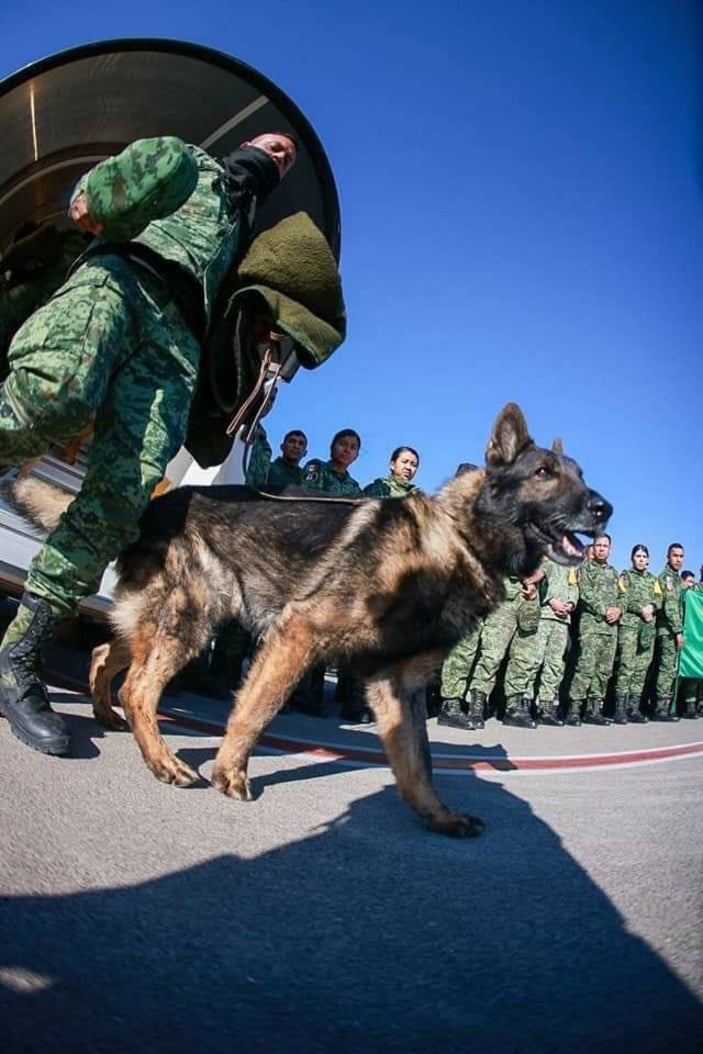 Meksika'nın arama köpeği enkaz altında kaldı