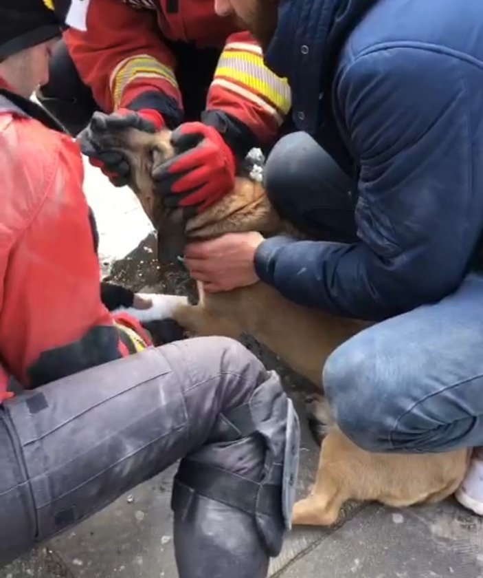 Kahramanmaraş'ta enkaz altından köpek çıkarıldı