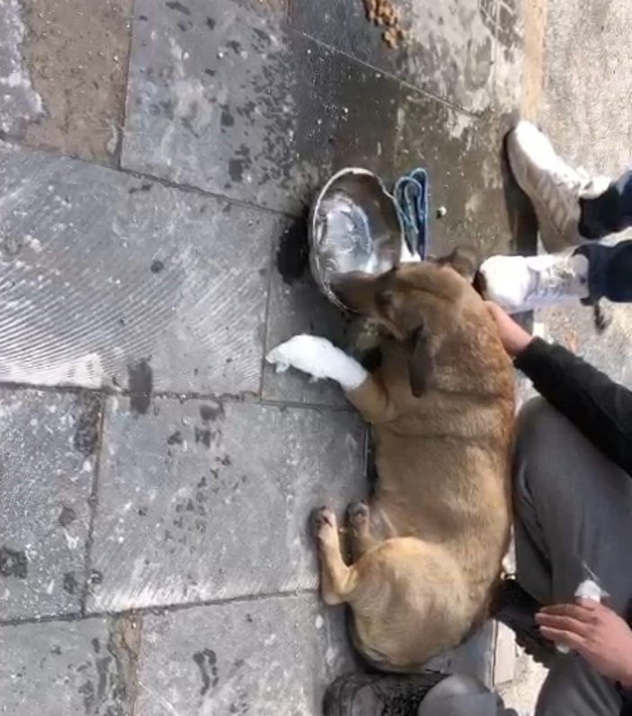 Kahramanmaraş'ta enkaz altından köpek çıkarıldı