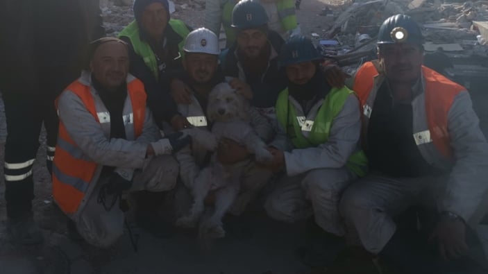 Hatay'da 204 saat sonra enkazdan köpek çıkarıldı