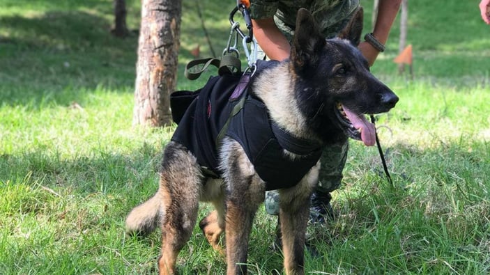 Meksika'nın arama köpeği enkaz altında kaldı