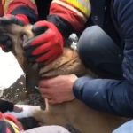 Kahramanmaraş'ta enkaz altından köpek çıkarıldı