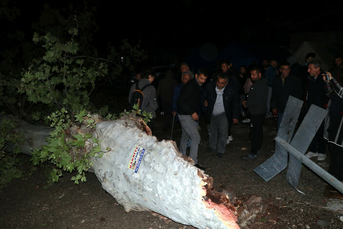 Depremde ayakta kalan 100 yıllık çınar ağacı, fırtınaya dayanamadı #1