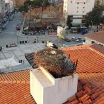 Sındırgı'nın sembolü Sağdıç leylek, belediye binasındaki yuvasına yerleşti