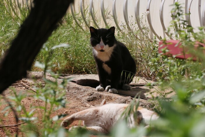 Antalya'da kedi kulübesini kucakladığı gibi kaçtı