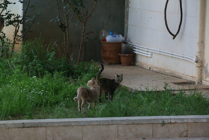 Antalya'da kedi kulübesini kucakladığı gibi kaçtı