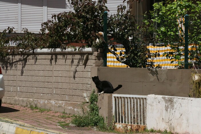 Antalya'da kedi kulübesini kucakladığı gibi kaçtı