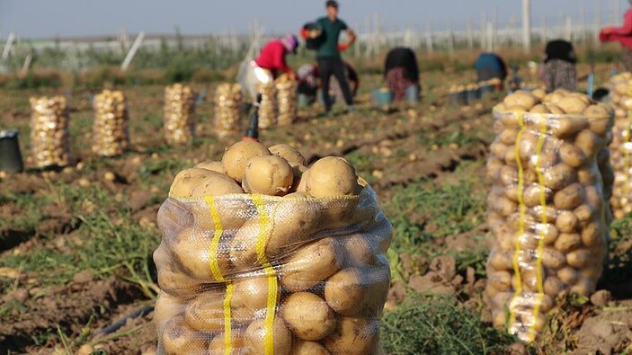 Patates, bu sene üreticinin yüzünü güldürecek