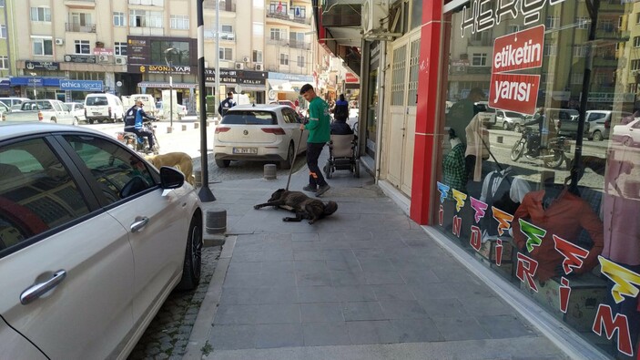 Mersin'de başıboş köpek sorunu! Belediye çalışanını ıssırdı