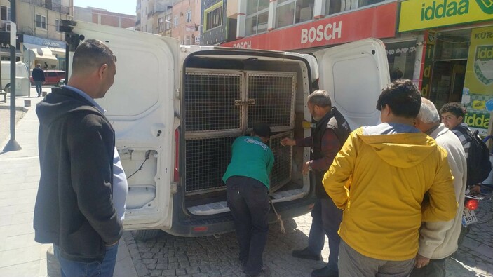 Mersin'de başıboş köpek sorunu! Belediye çalışanını ıssırdı