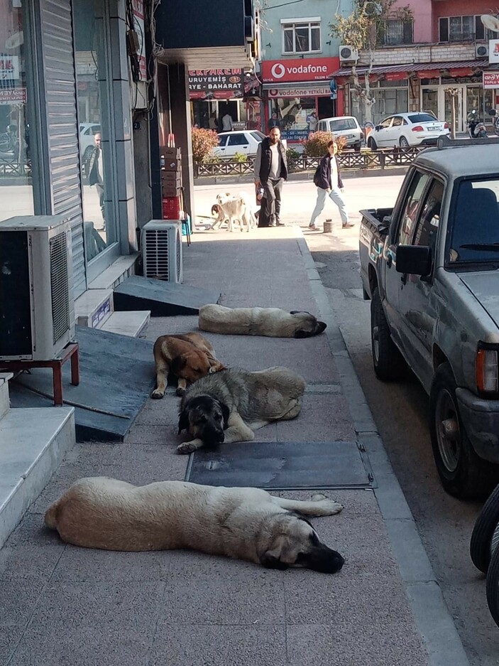 Mersin'de başıboş köpek sorunu! Belediye çalışanını ıssırdı