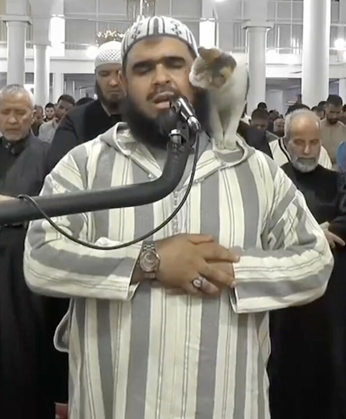 Cezayir'de bir kedi, namaz kıldıran imamın üzerine tırmandı