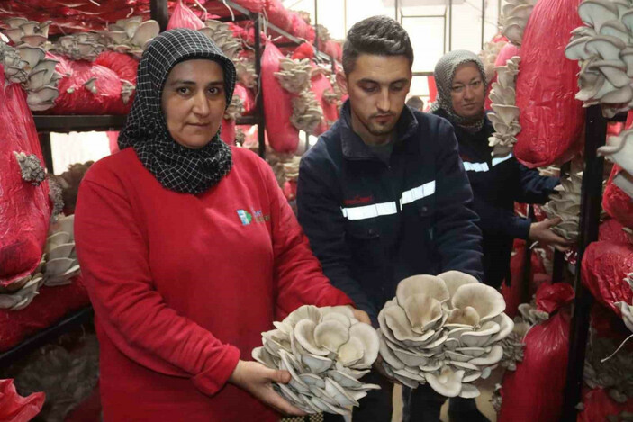 Yılın ilk hasadında 370 kilo mantar toplandı #1