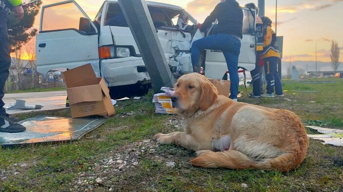 Çorum'da direğe çarpan aracın içinde sıkışan sürücüyü köpeği yalnız bırakmadı