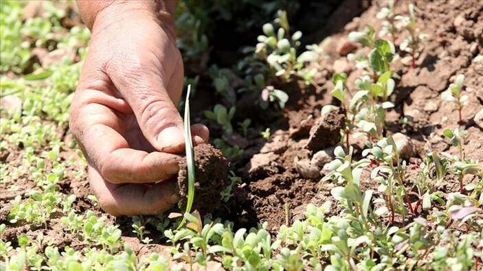 Deprem bölgesindeki sertifikalı tohum destekleri iki katına çıktı