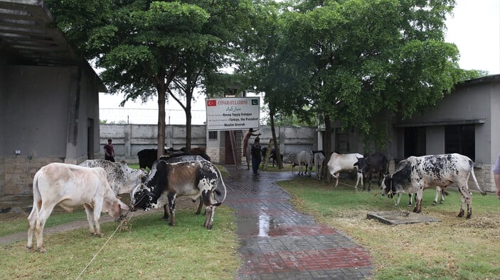 Pakistan'da, Cumhurbaşkanı Erdoğan'ın seçim zaferi için kurban kesildi