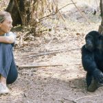 Jane Goodall’dan insan davranışının temellerini anlamak için eşsiz bir klasik: İnsanın Gölgesinde