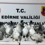 Edirne'de canlı hayvan ve uyuşturucu operasyonu: 4 gözaltı