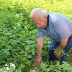 Erzincan’da patates üretiminin yaygınlaşmasına devlet katkısı