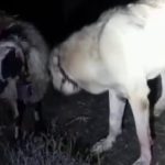 Sivas'ta kangal köpeği rahatsızlanan koyunun başından ayrılmadı