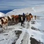 Bayburt'ta besicilerin kar altında dönüş mücadelesi