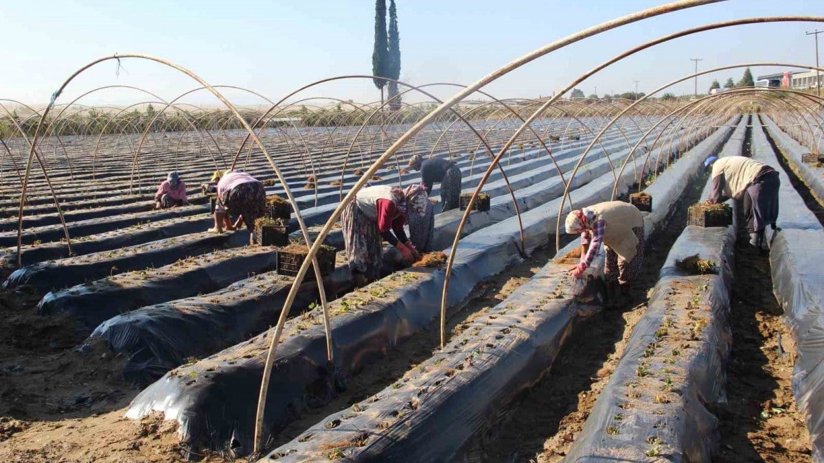 Aydın’da çiftçiler kış çileği için tarlaya indi