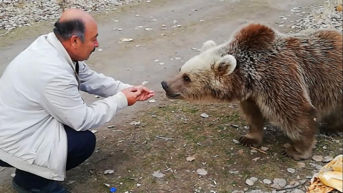 Bitlis'te boz ayıyı ağzıyla besleyen vatandaş görenleri şaşırttı