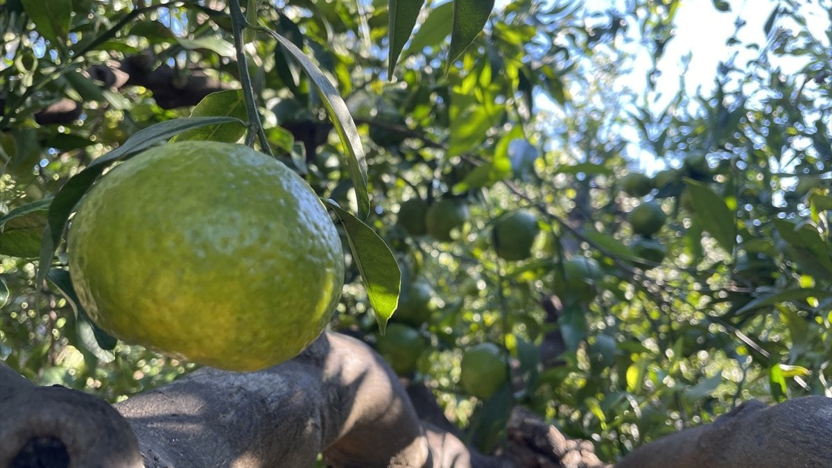 Bodrum mandalinasında bu yıl rekolte düştü