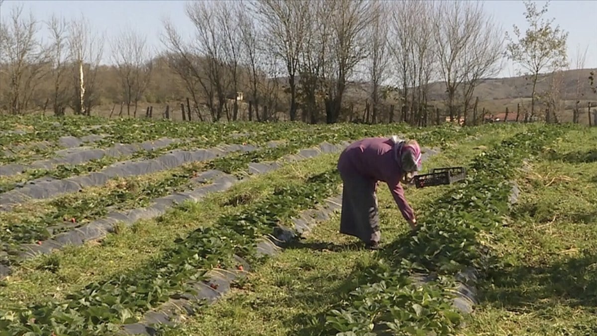 Doğu Karadeniz'de 2024'te organik tarım yapan üreticiler desteklenecek