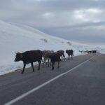 Erzurum'da yaz-kış ep aynı manazara! Karlı yollarda çile bitmiyor