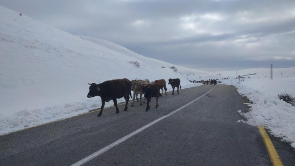 Erzurum'da yaz-kış ep aynı manazara! Karlı yollarda çile bitmiyor