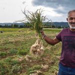 Gaziantep Araban sarımsağı, AB tescilinde son aşamaya geldi