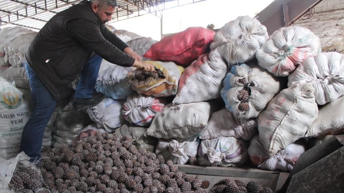 Günlük 1.500 lira yevmiye alıyorlar! Aydın’da çam fıstığı mesaisi başladı