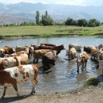 Hayvancılık destekleri için başvuru tarihleri ve şartları açıklandı