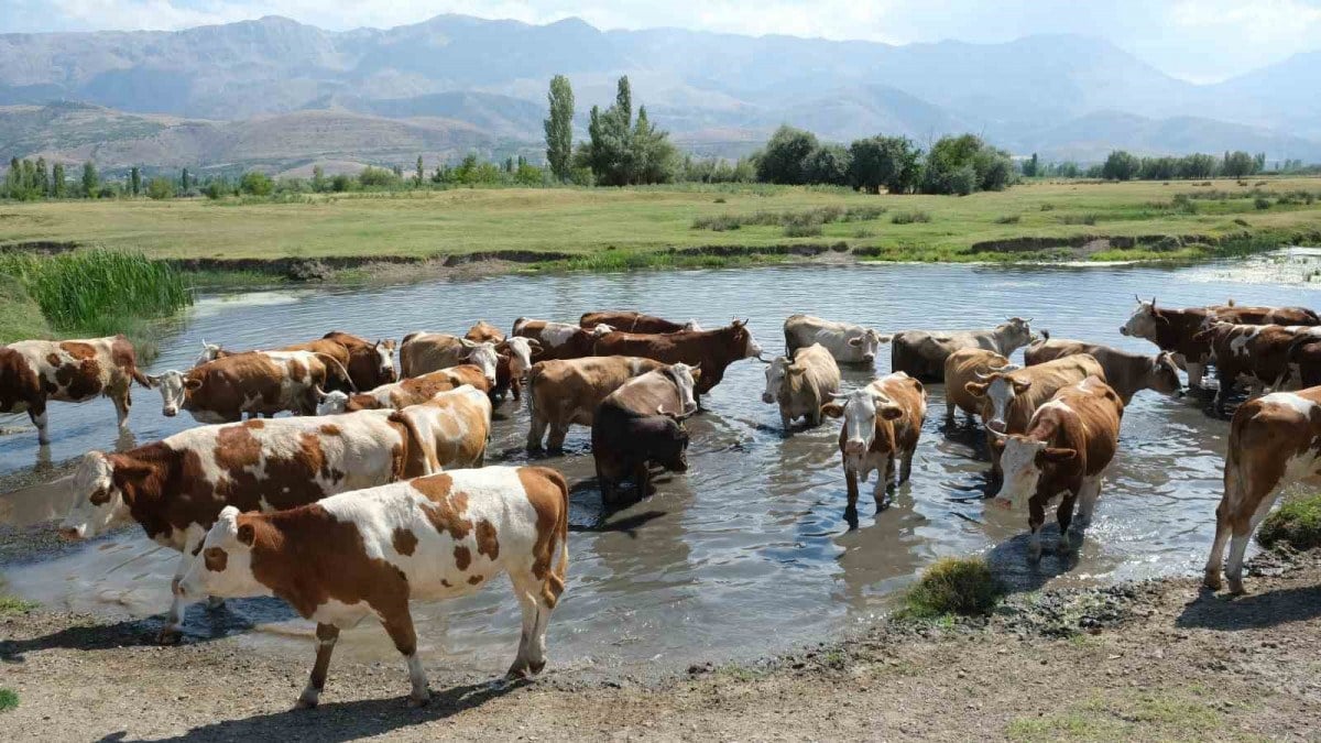 Hayvancılık destekleri için başvuru tarihleri ve şartları açıklandı