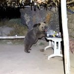 Kış uykusuna yatmayan ayılar dehşet saçıyor! Bu kez de Bitlis'te piknik masasını bastı...