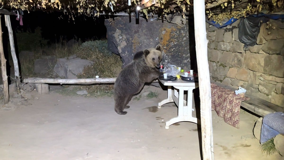 Kış uykusuna yatmayan ayılar dehşet saçıyor! Bu kez de Bitlis'te piknik masasını bastı...