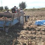 Manisa'da mısır tarlasında çiftçinin cansız bedeni bulundu