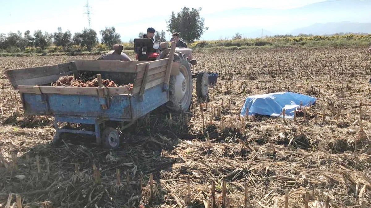 Manisa'da mısır tarlasında çiftçinin cansız bedeni bulundu