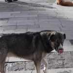 Profesör köpek saldırısından korunmak için yapılan yanlışı anlattı