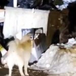 Bir uyuyamayan ayı vakası daha! Uludağ'da havlayan köpeğe saldırdılar