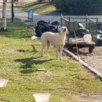 Eskişehirli vatandaşlardan belediyeye ait parktaki köpeklere tepki