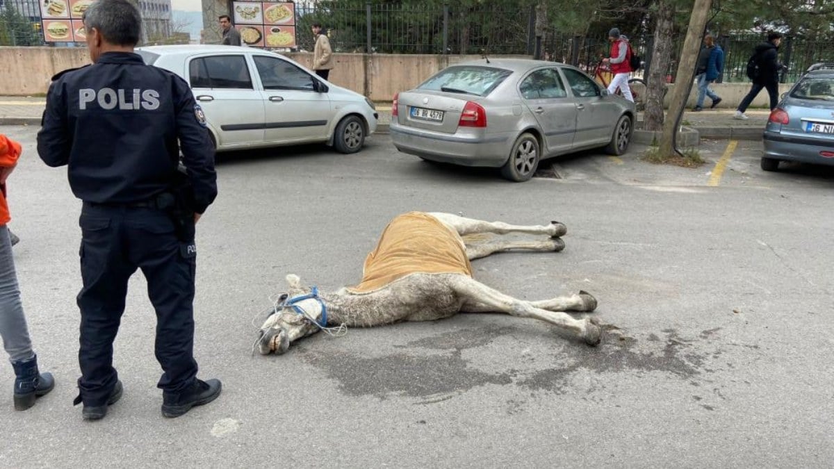 Bursa'da başıboş at, yolda yürürken birden yere yığılarak can verdi