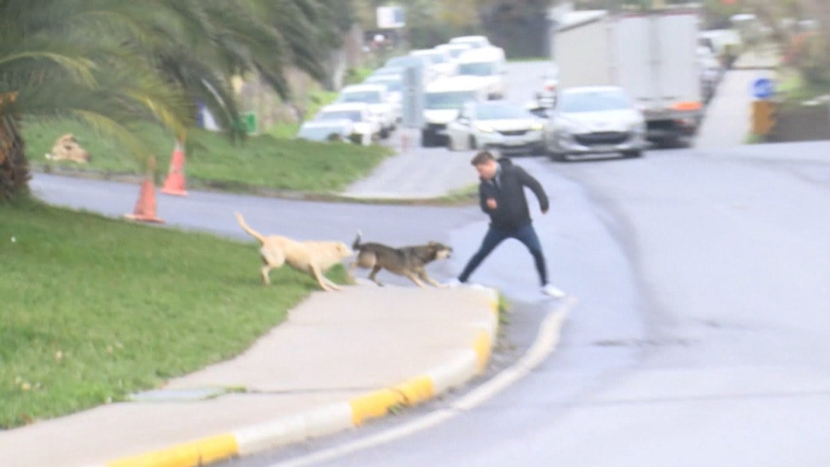 İstanbul'da başıboş köpek saldırısı! Yoldan geçen adamın bacağını ısırdı